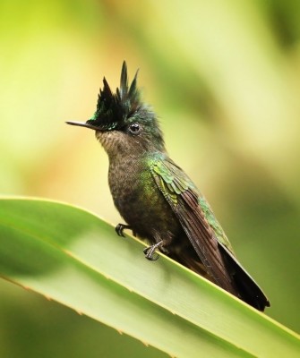 Antillean Crested Hummingbird, Birding Lesser Antilles, Bird watching, St. Lucia, Dominica, St. Vincent, Naturalist Journeys, Wildlife Tour, Wildlife Photography, Ecotourism, Specialty Birds, Endemic Birds, Birding Hotspot