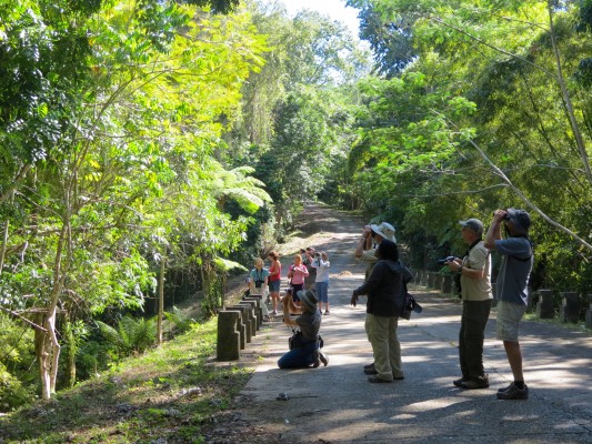 Topes de Collantes, Cuba, Cuba Nature Tour, Cuba Cultural Tour, Cuba Birding Tour, Naturalist Journeys