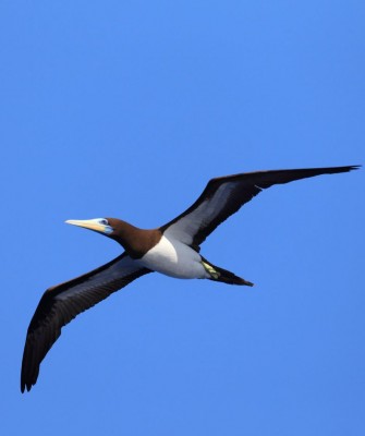 Brown Booby, Birding Lesser Antilles, Bird watching, St. Lucia, Dominica, St. Vincent, Naturalist Journeys, Wildlife Tour, Wildlife Photography, Ecotourism, Specialty Birds, Endemic Birds, Birding Hotspot