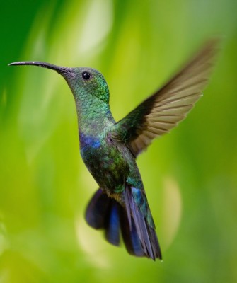 Green-throated Carib, Birding Lesser Antilles, Bird watching, St. Lucia, Dominica, St. Vincent, Naturalist Journeys, Wildlife Tour, Wildlife Photography, Ecotourism, Specialty Birds, Endemic Birds, Birding Hotspot