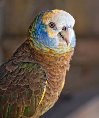 St. Vincent Parrot, Birding Lesser Antilles, Bird watching, St. Lucia, Dominica, St. Vincent, Naturalist Journeys, Wildlife Tour, Wildlife Photography, Ecotourism, Specialty Birds, Endemic Birds, Birding Hotspot