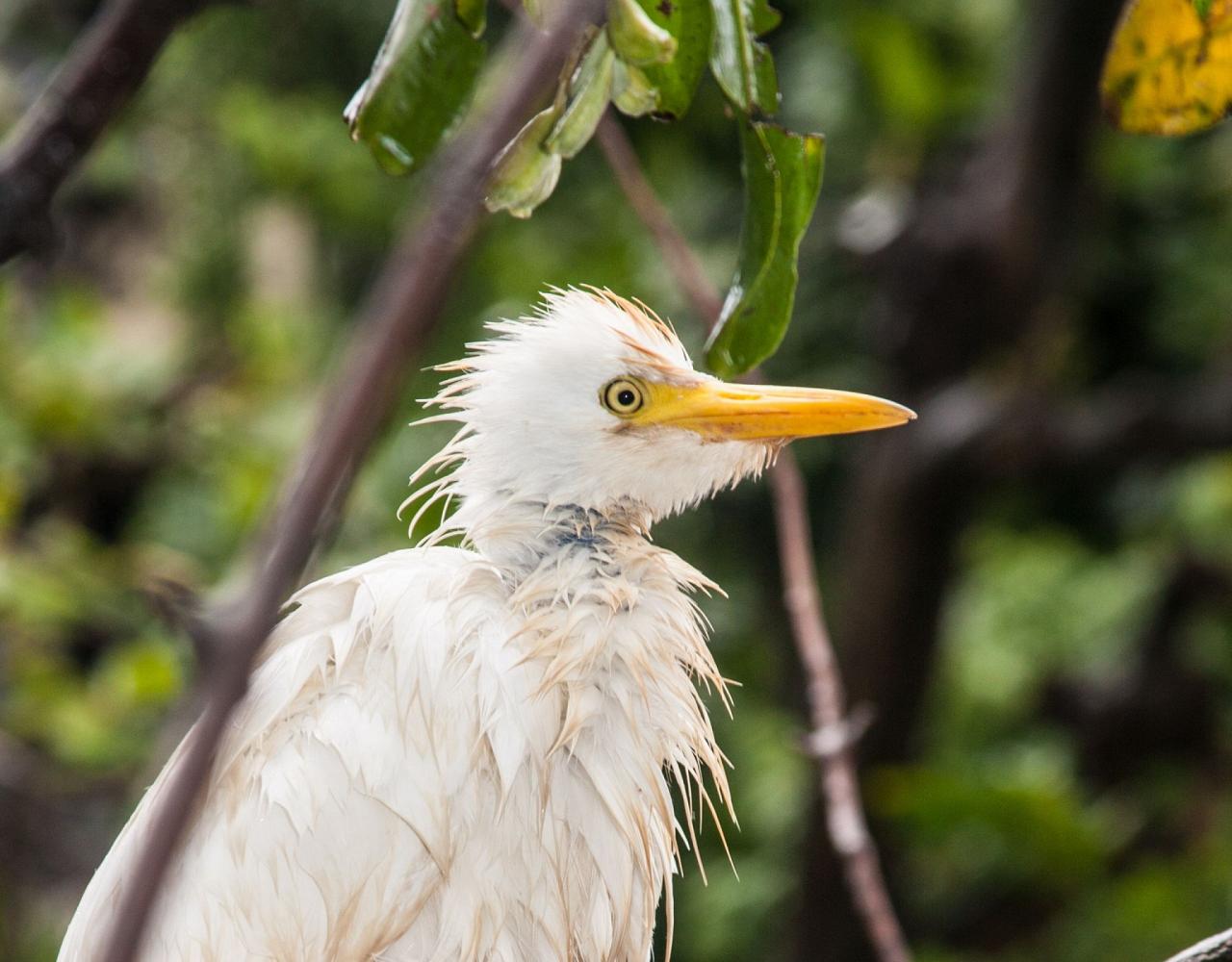 Birding Lesser Antilles, Bird watching, St. Lucia, Dominica, St. Vincent, Naturalist Journeys, Wildlife Tour, Wildlife Photography, Ecotourism, Specialty Birds, Endemic Birds, Birding Hotspot