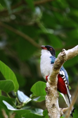 Cuban Trogon, Cuba, Cuba Nature Tour, Cuba Cultural Tour, Cuba Birding Tour, Naturalist Journeys