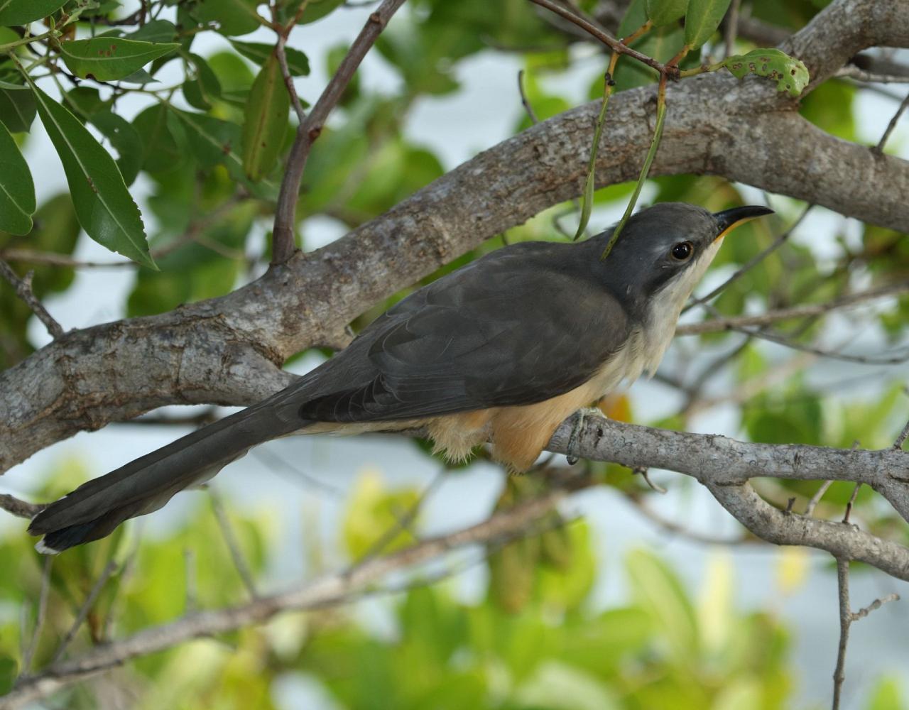 Birding Lesser Antilles, Bird watching, St. Lucia, Dominica, St. Vincent, Naturalist Journeys, Wildlife Tour, Wildlife Photography, Ecotourism, Specialty Birds, Endemic Birds, Birding Hotspot