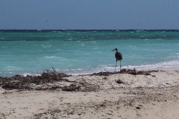 Great Blue Heron, Florida, South Florida, Florida Nature Tour, Florida Birding Tour, Naturalist Journeys