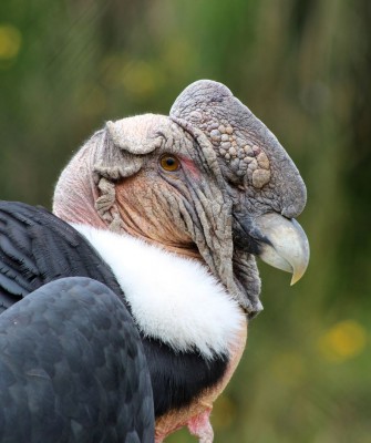 Andean Condor, Birding Ecuador, Bird watching Ecuador, Ecuador, South American Birds, Naturalist Journeys, Wildlife Tour, Wildlife Photography, Ecotourism, Specialty Birds, Endemic Birds, Birding Hotspot