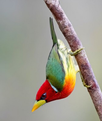 Red-headed Barbet, Birding Ecuador, Bird watching Ecuador, Ecuador, South American Birds, Naturalist Journeys, Wildlife Tour, Wildlife Photography, Ecotourism, Specialty Birds, Endemic Birds, Birding Hotspot