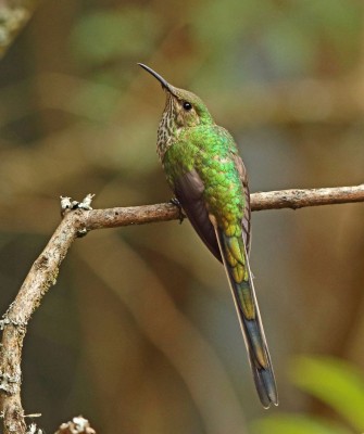 Black-tailed Trainbearer, Birding Ecuador, Bird watching Ecuador, Ecuador, South American Birds, Naturalist Journeys, Wildlife Tour, Wildlife Photography, Ecotourism, Specialty Birds, Endemic Birds, Birding Hotspot