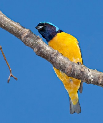 Golden-rumped Euphonia, Birding Ecuador, Bird watching Ecuador, Ecuador, South American Birds, Naturalist Journeys, Wildlife Tour, Wildlife Photography, Ecotourism, Specialty Birds, Endemic Birds, Birding Hotspot