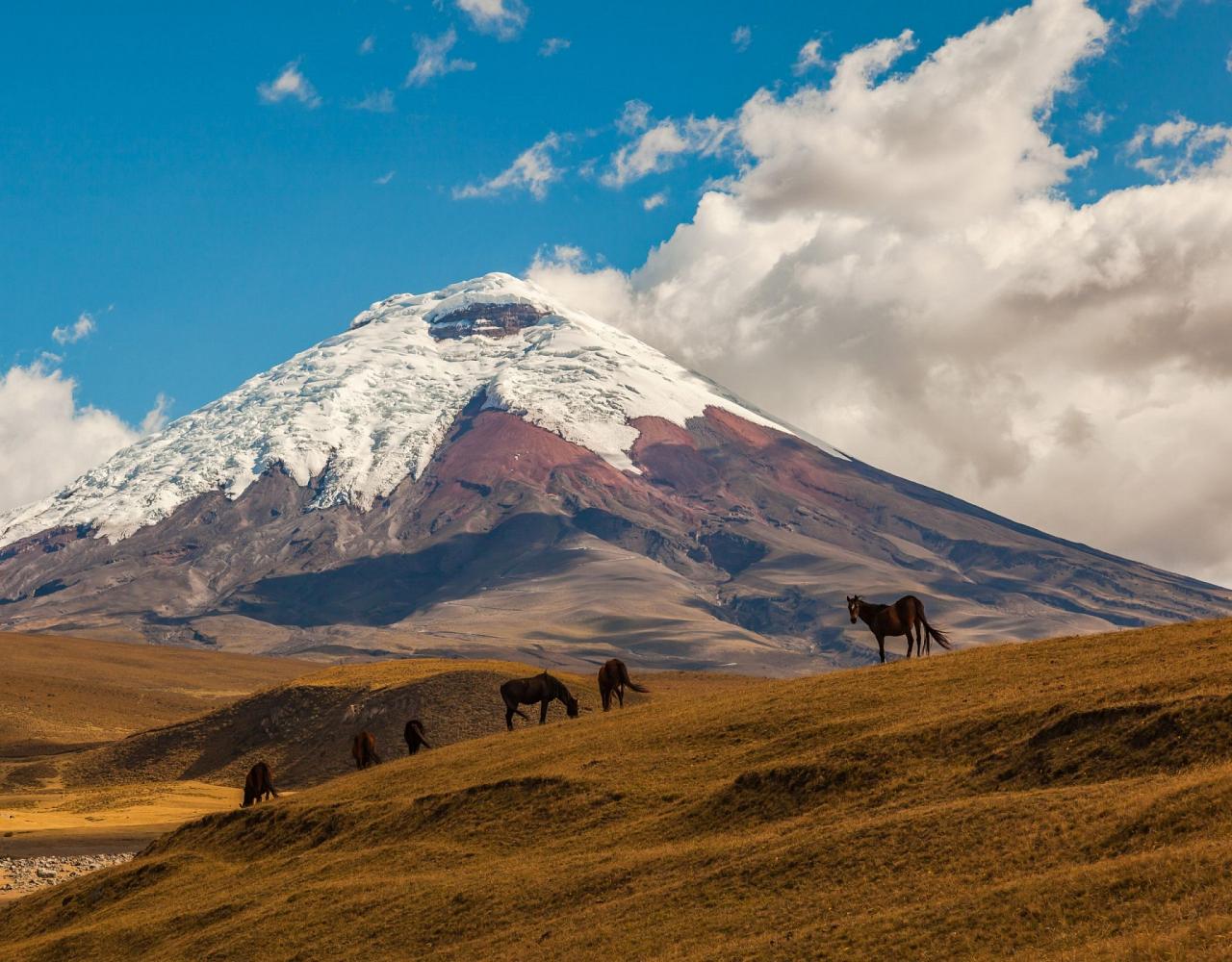 Birding Ecuador, Bird watching Ecuador, Ecuador, South American Birds, Naturalist Journeys, Wildlife Tour, Wildlife Photography, Ecotourism, Specialty Birds, Endemic Birds, Birding Hotspot