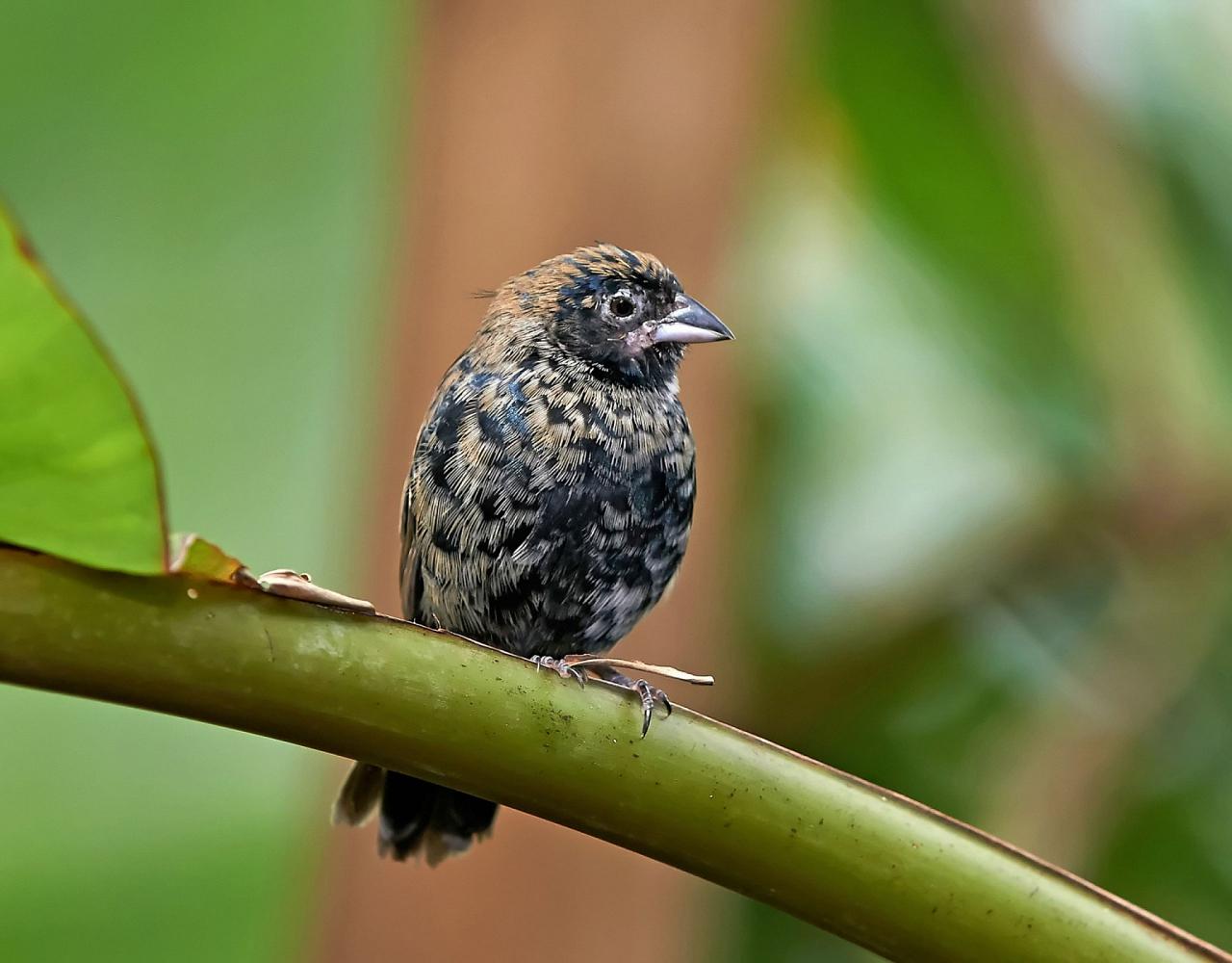 Birding Ecuador, Bird watching Ecuador, Ecuador, South American Birds, Naturalist Journeys, Wildlife Tour, Wildlife Photography, Ecotourism, Specialty Birds, Endemic Birds, Birding Hotspot