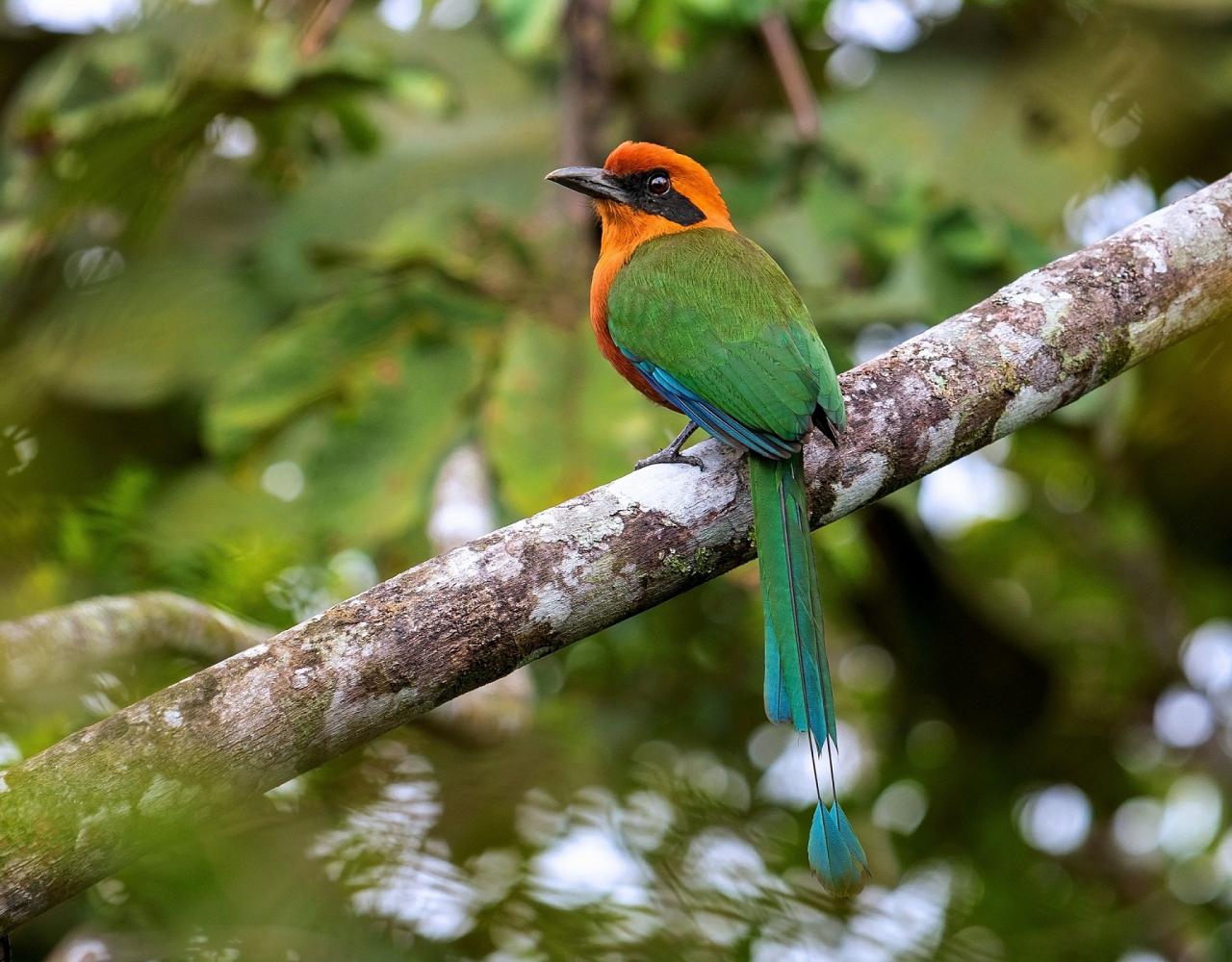 Birding Ecuador, Bird watching Ecuador, Ecuador, South American Birds, Naturalist Journeys, Wildlife Tour, Wildlife Photography, Ecotourism, Specialty Birds, Endemic Birds, Birding Hotspot