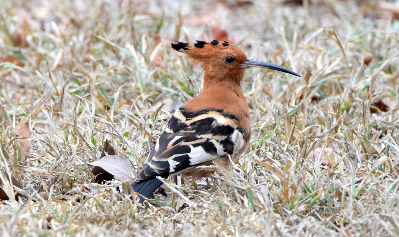 Eurasian Hoopoe, Portugal, Portugal Birding Tour, Portugal Nature Tour, Portugal Birdwatching Tour, Portugal Migration Tour, Portugal Fall Migration Tour, European Migration Tour, Naturalist Journeys