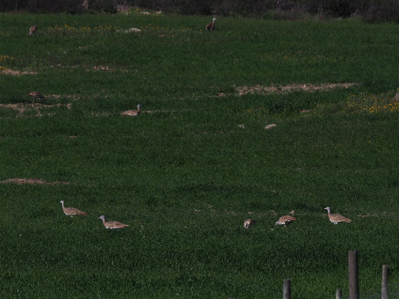 Great Bustards, Portugal, Portugal Birding Tour, Portugal Nature Tour, Portugal Birdwatching Tour, Portugal Migration Tour, Portugal Fall Migration Tour, European Migration Tour, Naturalist Journeys