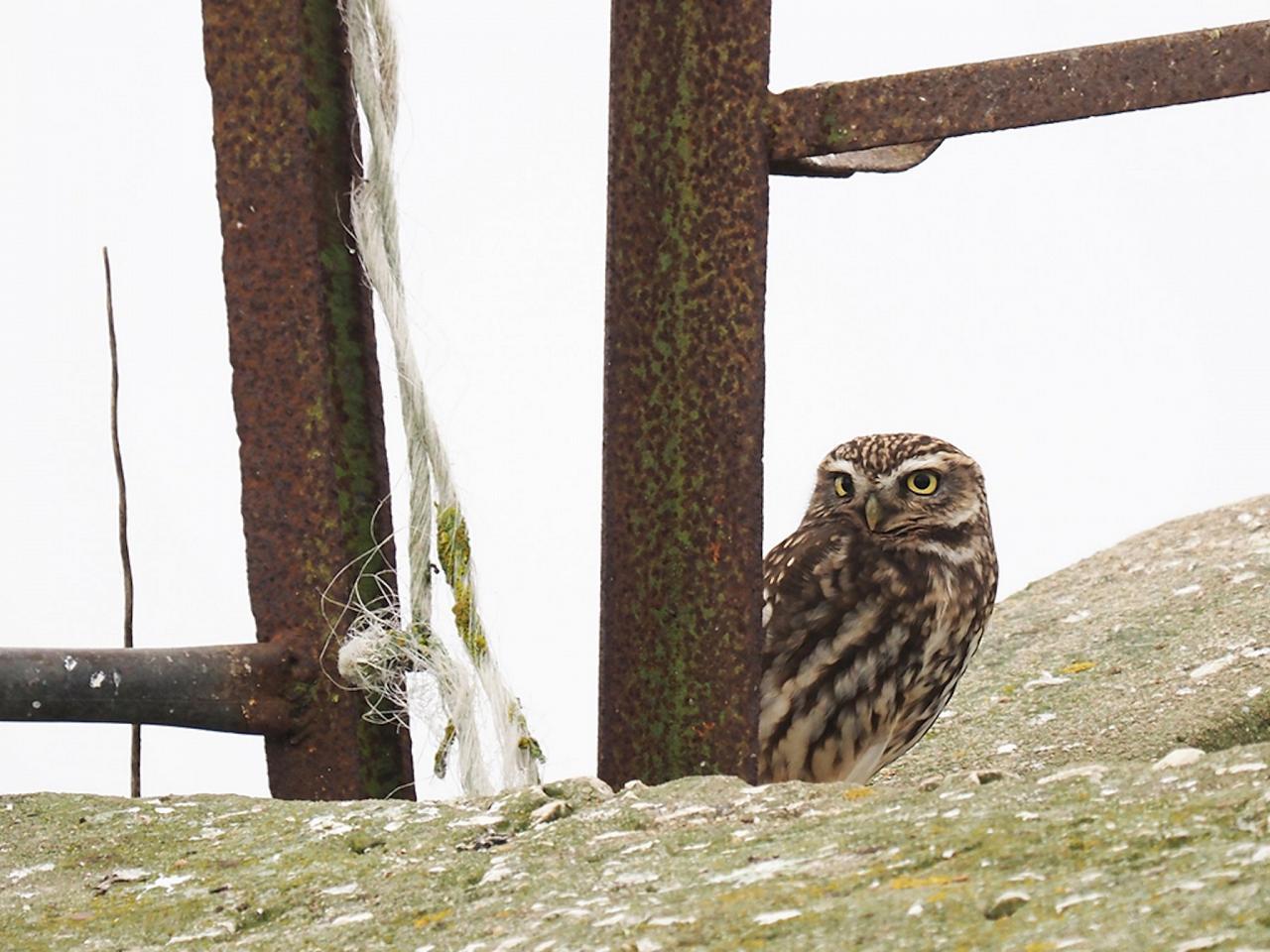 Little Owl, Portugal, Portugal Birding Tour, Portugal Nature Tour, Portugal Birdwatching Tour, Portugal Migration Tour, Portugal Fall Migration Tour, European Migration Tour, Naturalist Journeys