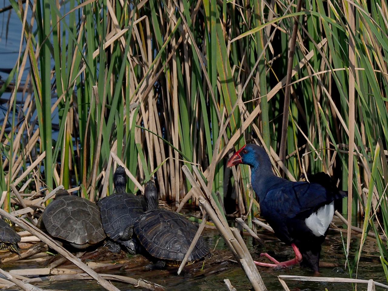 Purple Gallinule, Portugal, Portugal Birding Tour, Portugal Nature Tour, Portugal Birdwatching Tour, Portugal Migration Tour, Portugal Fall Migration Tour, European Migration Tour, Naturalist Journeys