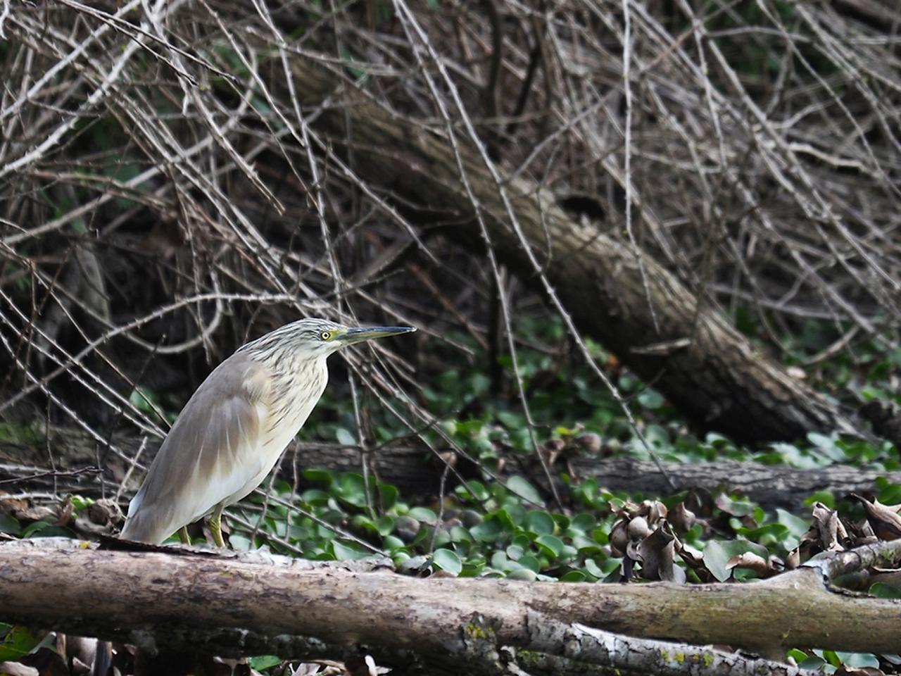 Squacco Heron, Portugal, Portugal Birding Tour, Portugal Nature Tour, Portugal Birdwatching Tour, Portugal Migration Tour, Portugal Fall Migration Tour, European Migration Tour, Naturalist Journeys