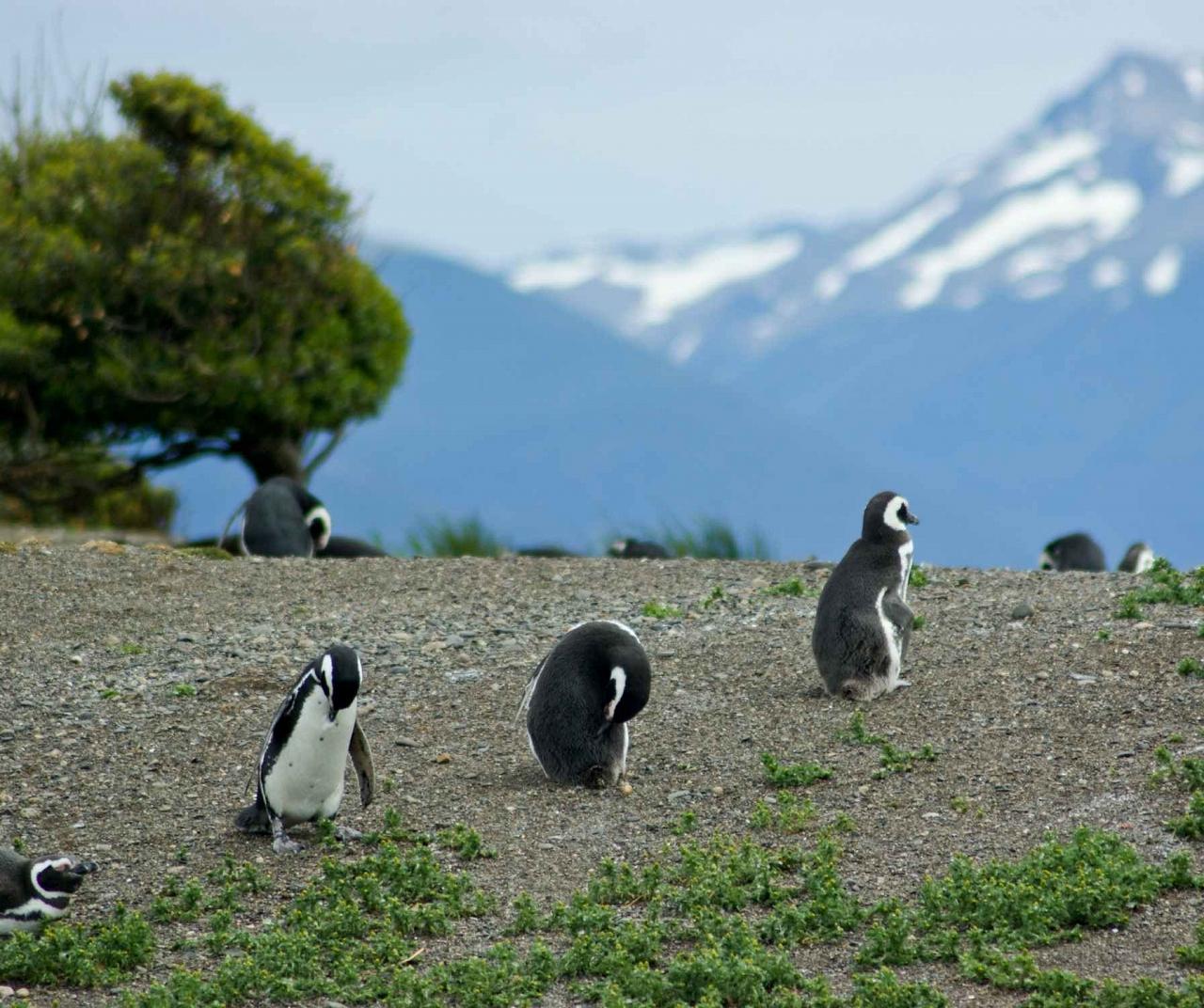 Magellanic Penguins, Patagonia, Patagonia Birding and Nature Tour, Patagonia Nature Tour, Naturalist Journeys, Argentina, Chile