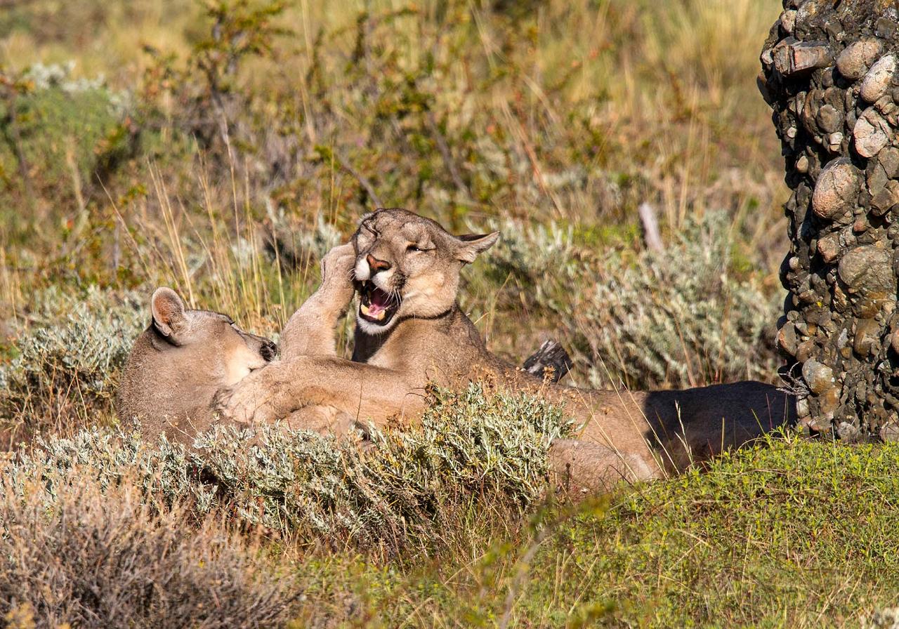Pumas Resting, Carol Knabe, Patagonia, Patagonia Nature Tour, Naturalist Journeys, Argentina, Chile