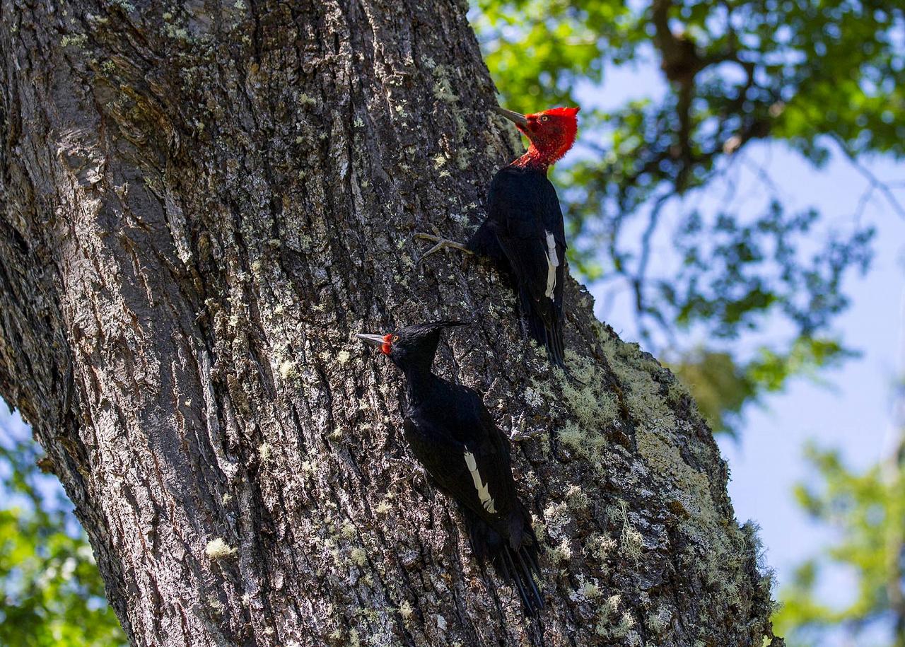 Magellanic Woodpeckers by Carol Knabe, Patagonia, Patagonia Nature Tour, Naturalist Journeys, Argentina, Chile