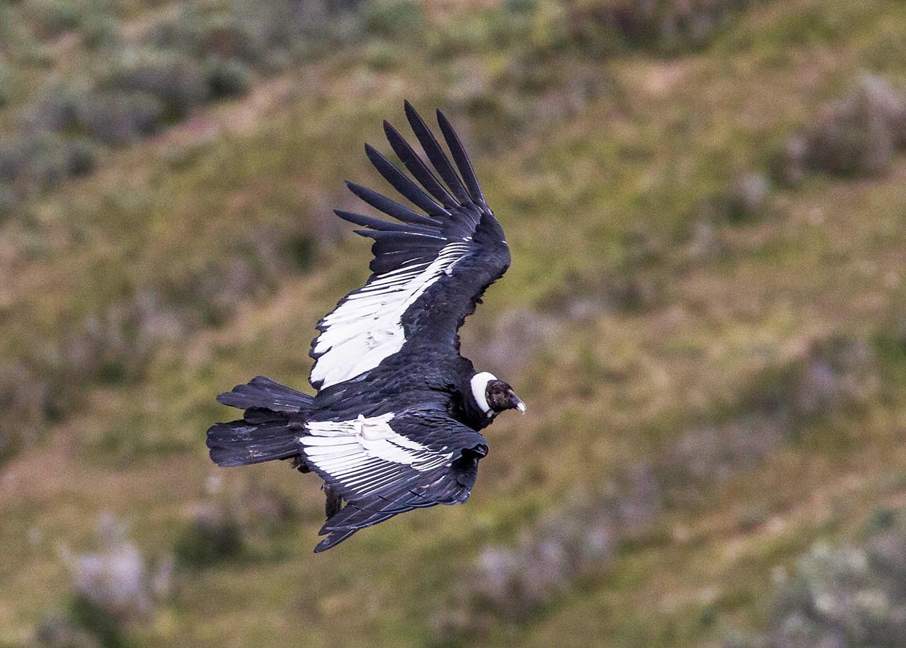 Andean Condor by Carol Knabe, Patagonia, Patagonia Nature Tour, Naturalist Journeys, Argentina, Chile