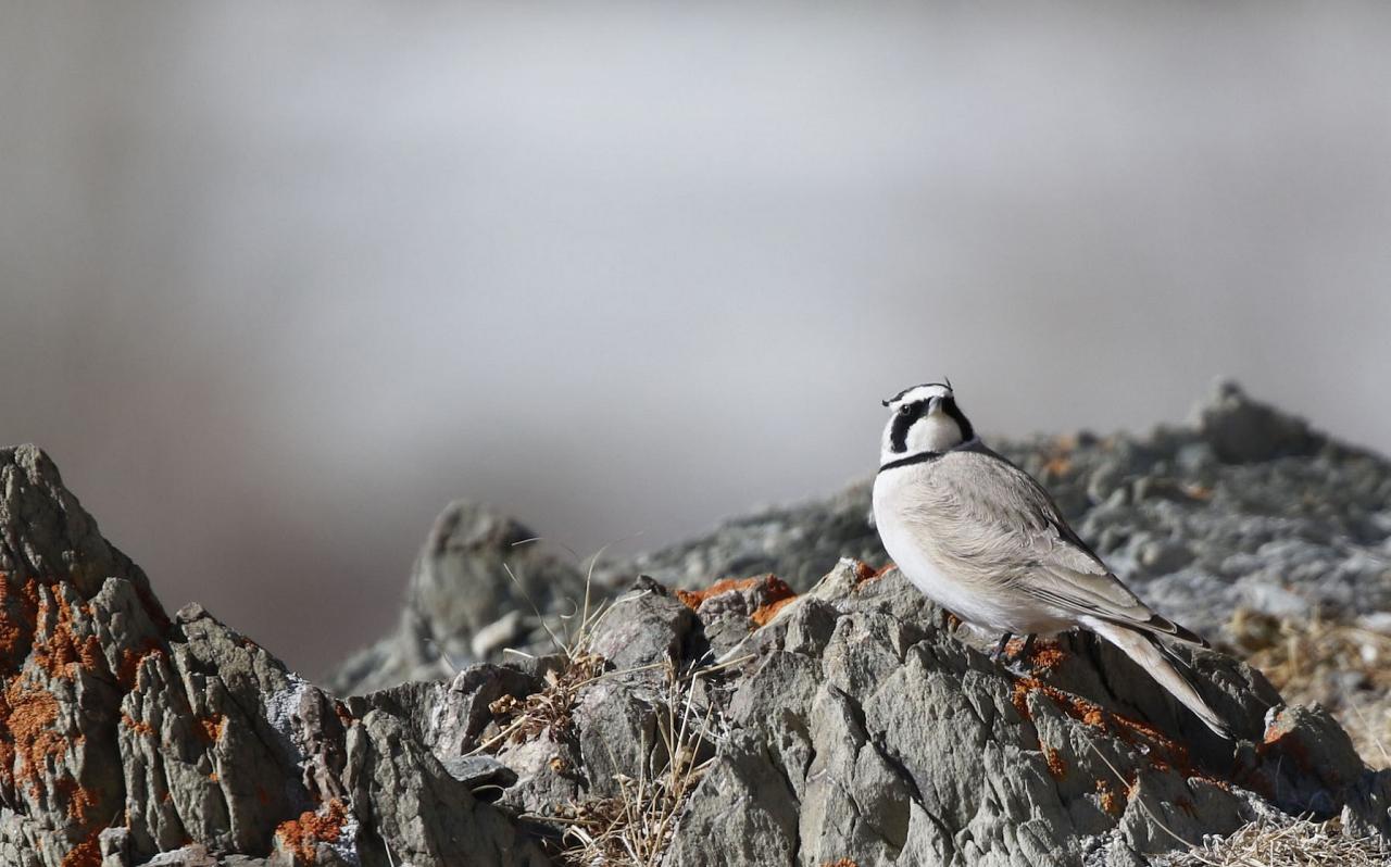 Horned Lark India Nature Tour, India Wildlife Tour, India Wildlife Safari, Naturalist Journeys Birding and Nature tour to Southern India Western Ghats and Nagarhole National Park