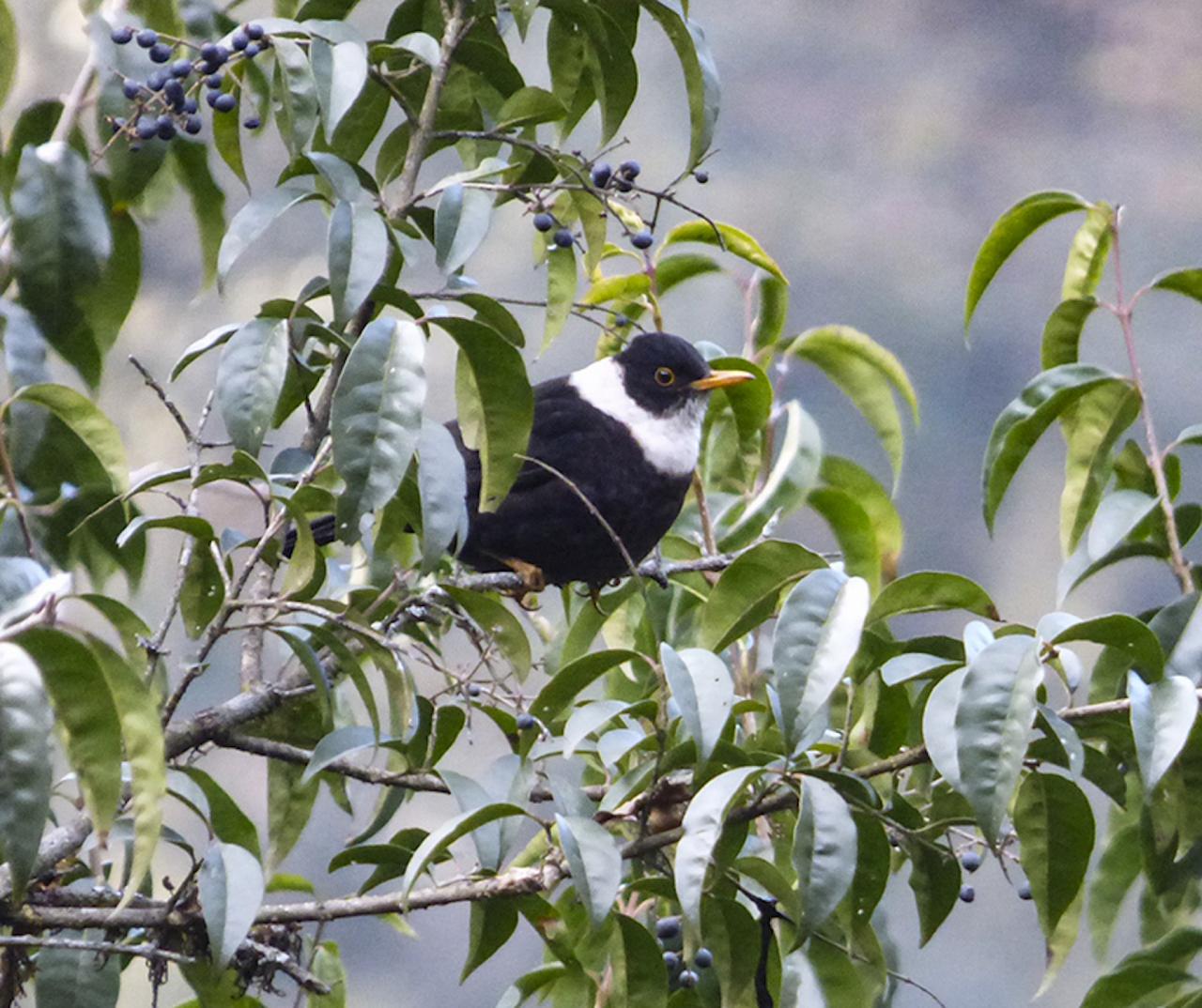 White-collared Thrush, India Nature Tour, India Wildlife Tour, India Wildlife Safari, Naturalist Journeys Birding and Nature tour to Southern India Western Ghats and Nagarhole National Park