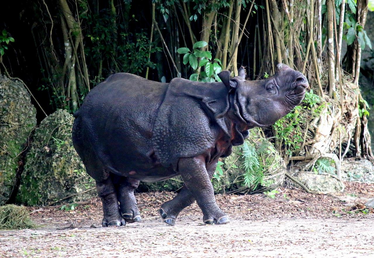 Indian Rhinocerous,India Nature Tour, India Wildlife Tour, India Wildlife Safari, Naturalist Journeys Birding and Nature tour to Southern India Western Ghats and Nagarhole National Park