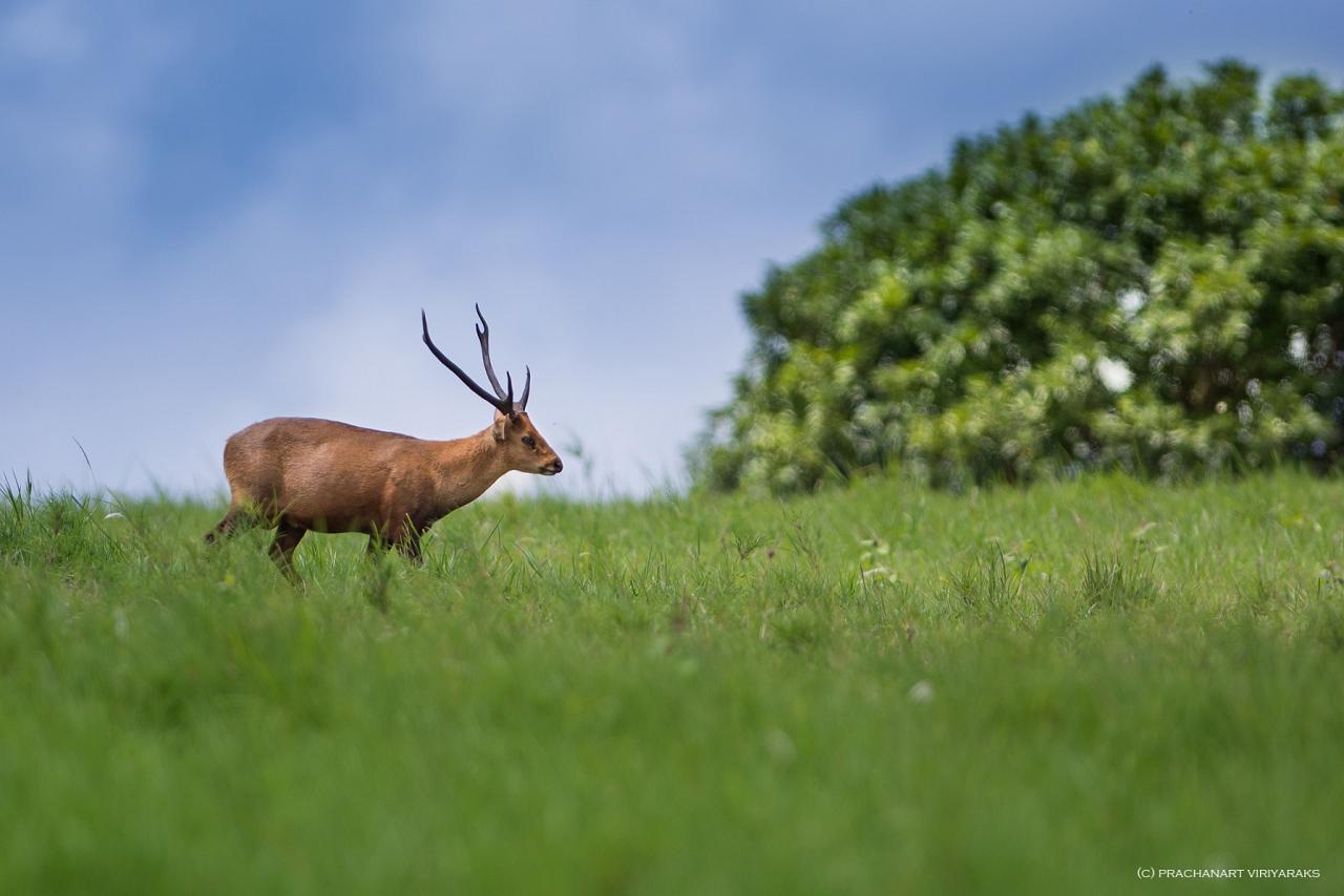 Indian Hog Deer, India Nature Tour, India Wildlife Tour, India Wildlife Safari, Naturalist Journeys Birding and Nature tour to Southern India Western Ghats and Nagarhole National Park