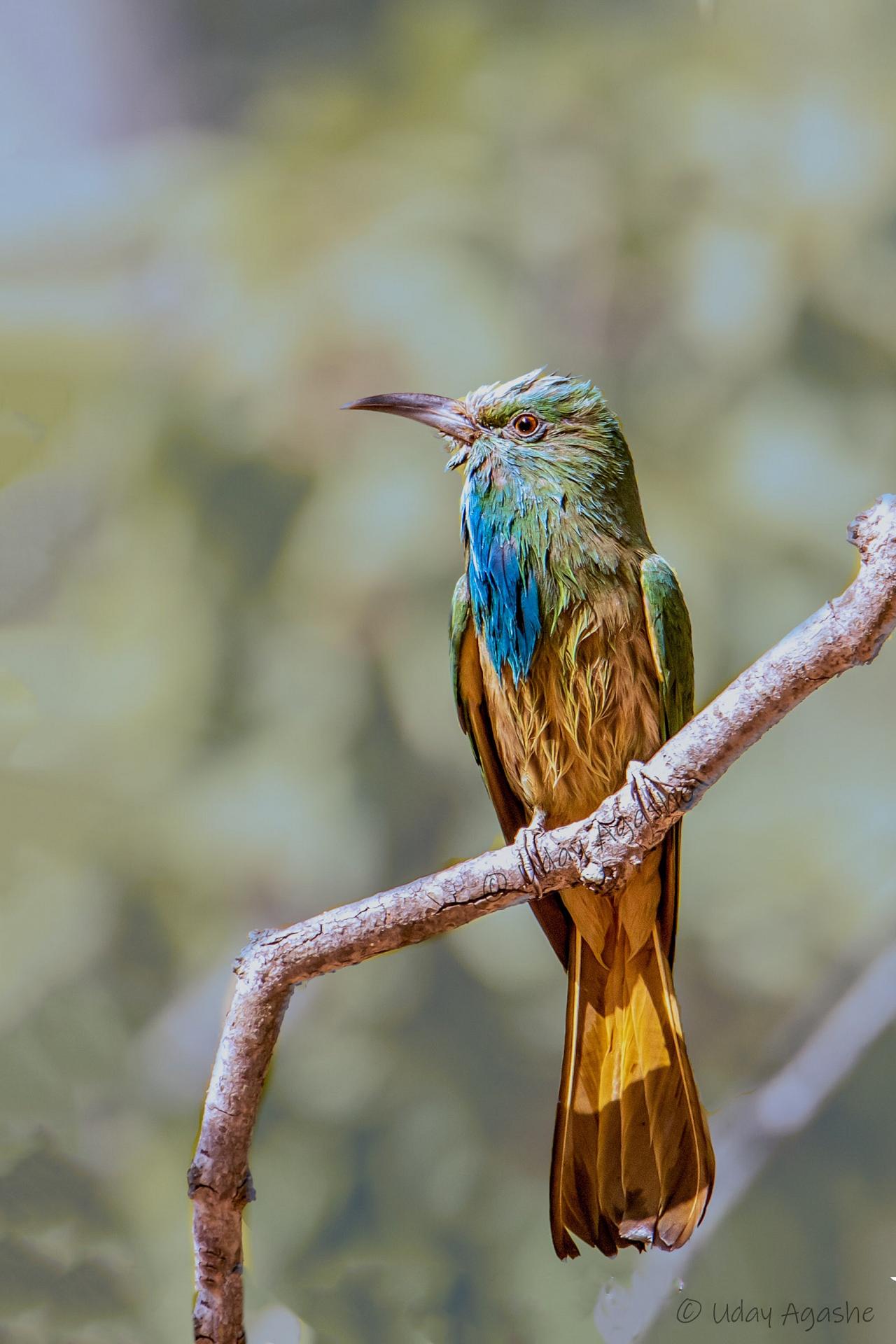 Blue-bearded Bee-eater, India Nature Tour, India Wildlife Tour, India Wildlife Safari, Naturalist Journeys Birding and Nature tour to Southern India Western Ghats and Nagarhole National Park
