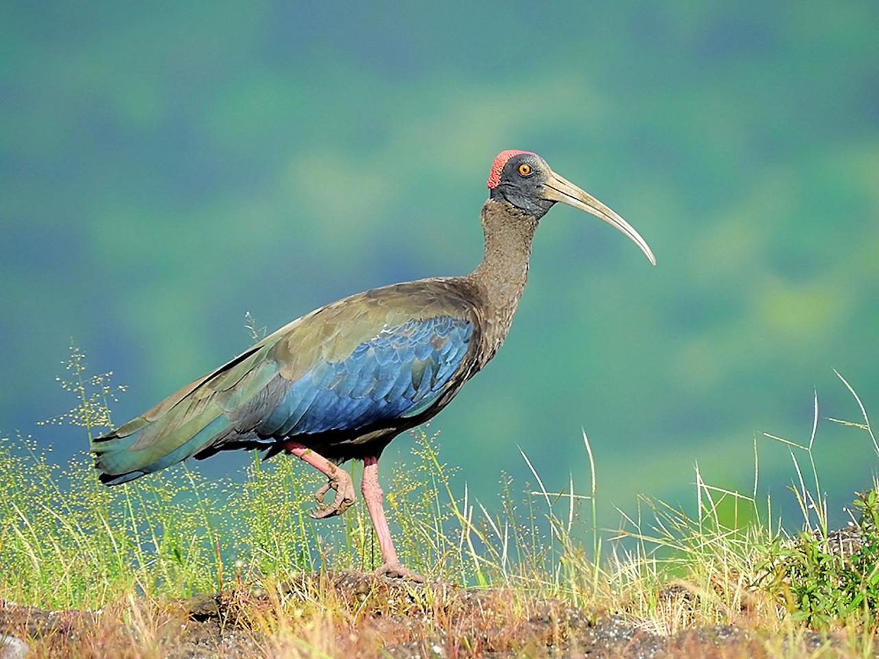 Red-naped Ibis, India Nature Tour, India Wildlife Tour, India Wildlife Safari, Naturalist Journeys Birding and Nature tour to Southern India Western Ghats and Nagarhole National Park