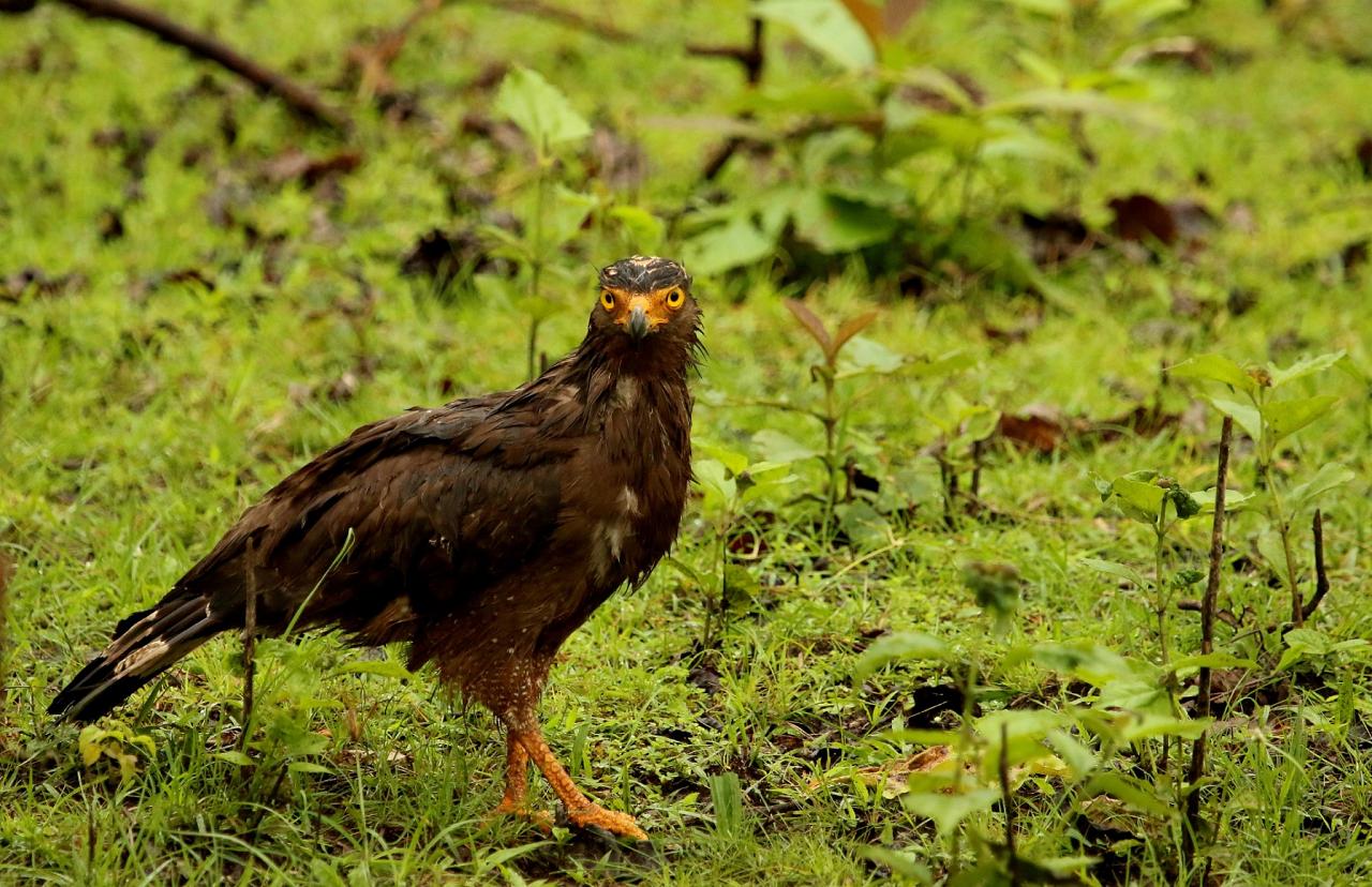 Crested Serpent-Eagle, India Nature Tour, India Wildlife Tour, India Wildlife Safari, Naturalist Journeys Birding and Nature tour to Southern India Western Ghats and Nagarhole National Park