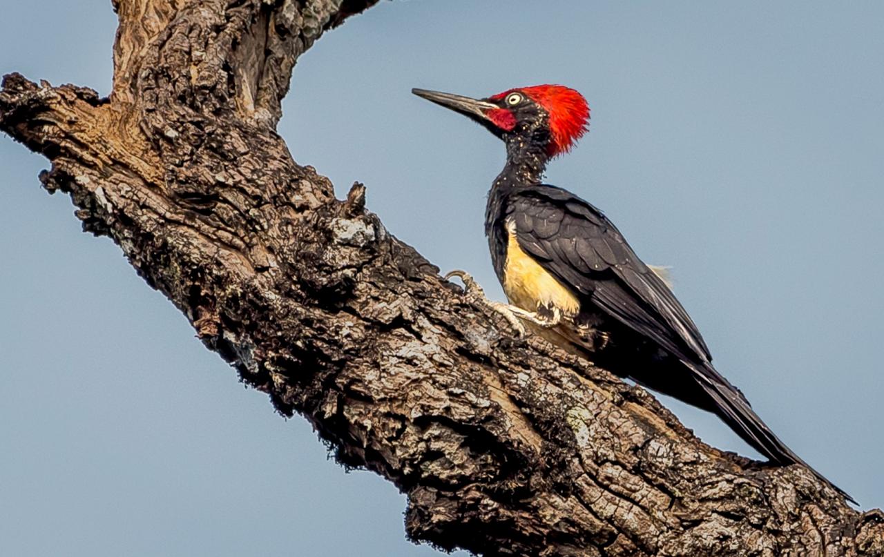 White-bellied Woodpecker, India Nature Tour, India Wildlife Tour, India Wildlife Safari, Naturalist Journeys Birding and Nature tour to Southern India Western Ghats and Nagarhole National Park