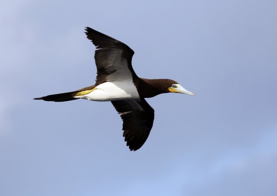 Brown Booby, Lesser Antilles Birding Tour, Naturalist Journeys, Lesser Antilles Endemics, Lesser Antilles Wildlife, Caribbean Birding