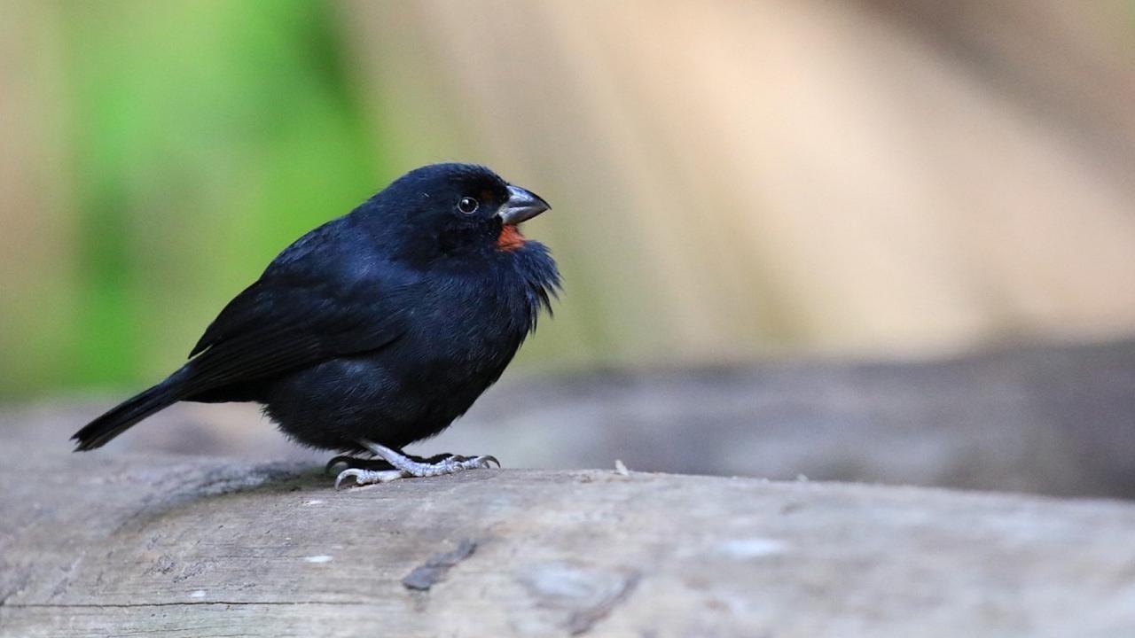 Lesser Antillean Bullfinch, Lesser Antilles Birding Tour, Naturalist Journeys, Lesser Antilles Endemics, Lesser Antilles Wildlife, Caribbean Birding