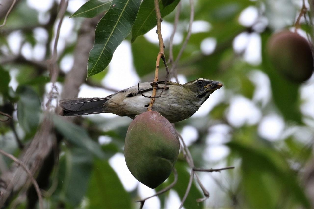 Lesser Antillean Saltator, Lesser Antilles Birding Tour, Naturalist Journeys, Lesser Antilles Endemics, Lesser Antilles Wildlife, Caribbean Birding