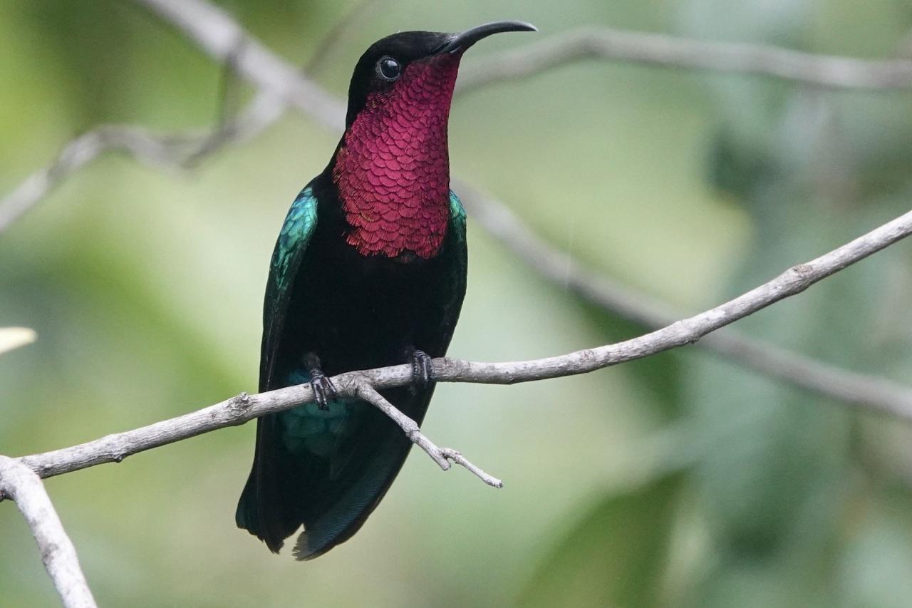 Purple-throated Carib, Lesser Antilles Birding Tour, Naturalist Journeys, Lesser Antilles Endemics, Lesser Antilles Wildlife, Caribbean Birding