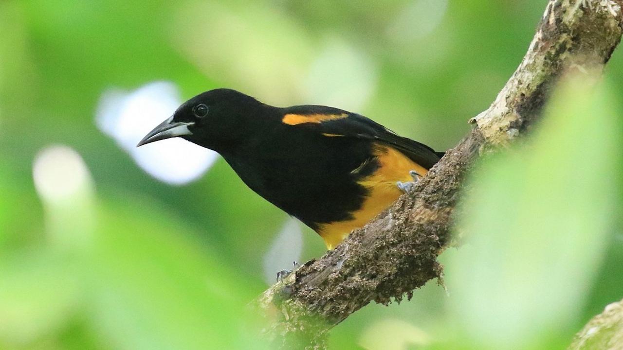 St. Lucia Oriole, Lesser Antilles Birding Tour, Naturalist Journeys, Lesser Antilles Endemics, Lesser Antilles Wildlife, Caribbean Birding