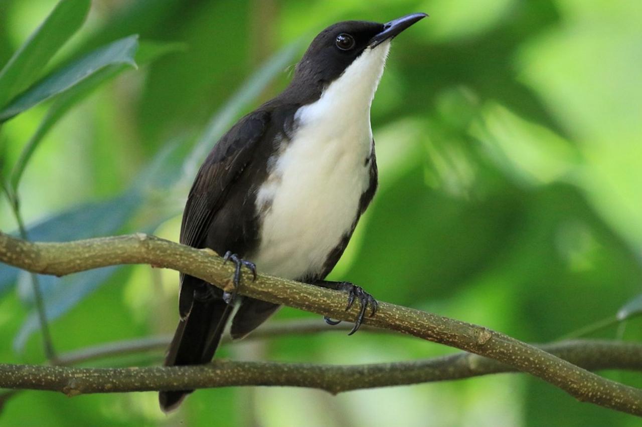 White-breasted Thrasher, Lesser Antilles Birding Tour, Naturalist Journeys, Lesser Antilles Endemics, Lesser Antilles Wildlife, Caribbean Birding