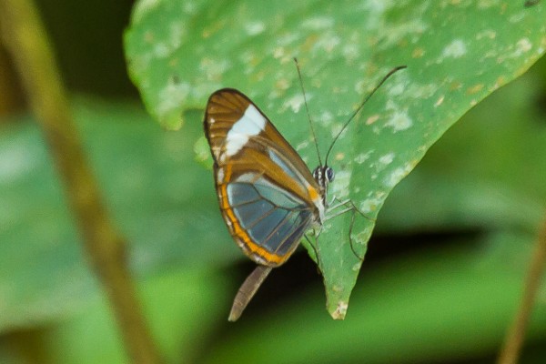 Glasswing Butterfly, Honduras, Lago de Yojoa, Lake Yojoa; Honduras Birding Tour, Honduras Butterfly Tour, Honduras Nature Tour, Naturalist Journeys 