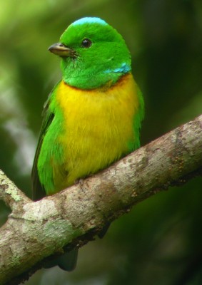 Blue-crowned Cholorphonia, Honduras, Lago de Yojoa, Lake Yojoa; Honduras Birding Tour, Honduras Butterfly Tour, Honduras Nature Tour, Naturalist Journeys 