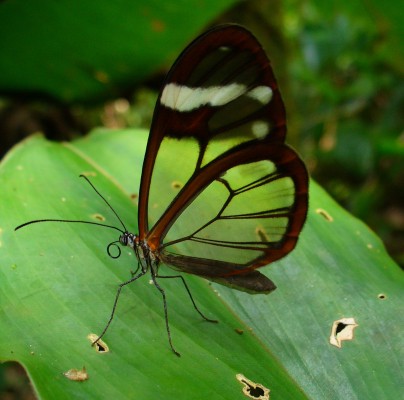Glasswing Butterfly, Honduras, Lago de Yojoa, Lake Yojoa; Honduras Birding Tour, Honduras Butterfly Tour, Honduras Nature Tour, Naturalist Journeys 