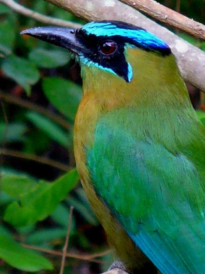 Blue-crowned Motmot, Honduras, Lago de Yojoa, Lake Yojoa; Honduras Birding Tour, Honduras Butterfly Tour, Honduras Nature Tour, Naturalist Journeys 