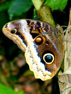 Caligo Uranus, Honduras, Lago de Yojoa, Lake Yojoa; Honduras Birding Tour, Honduras Butterfly Tour, Honduras Nature Tour, Naturalist Journeys 