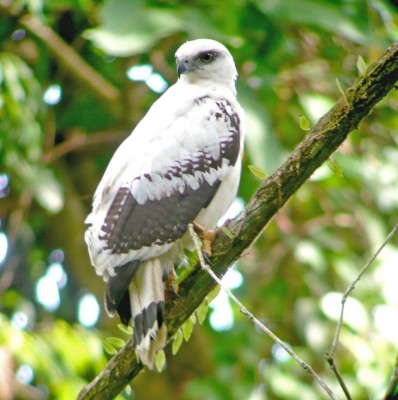 White Hawk, Honduras, Lago de Yojoa, Lake Yojoa; Honduras Birding Tour, Honduras Butterfly Tour, Honduras Nature Tour, Naturalist Journeys 
