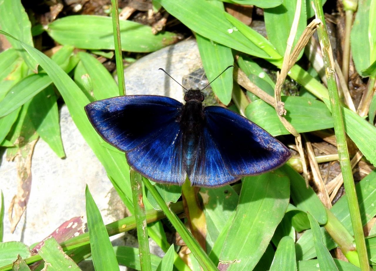 Anastrus Meliboea, Honduras, Lago de Yojoa, Lake Yojoa; Honduras Birding Tour, Honduras Butterfly Tour, Honduras Nature Tour, Naturalist Journeys