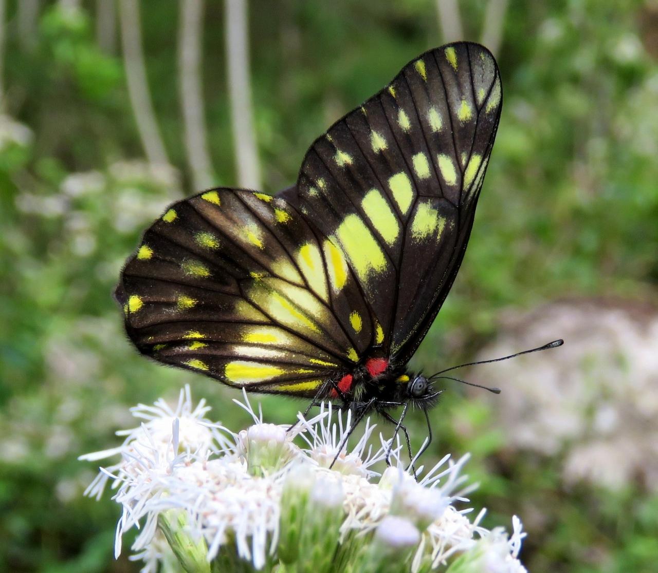 Catastica Nimbice, Honduras, Lago de Yojoa, Lake Yojoa; Honduras Birding Tour, Honduras Butterfly Tour, Honduras Nature Tour, Naturalist Journeys