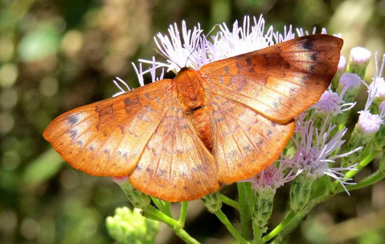 Emesis, Honduras, Lago de Yojoa, Lake Yojoa; Honduras Birding Tour, Honduras Butterfly Tour, Honduras Nature Tour, Naturalist Journeys