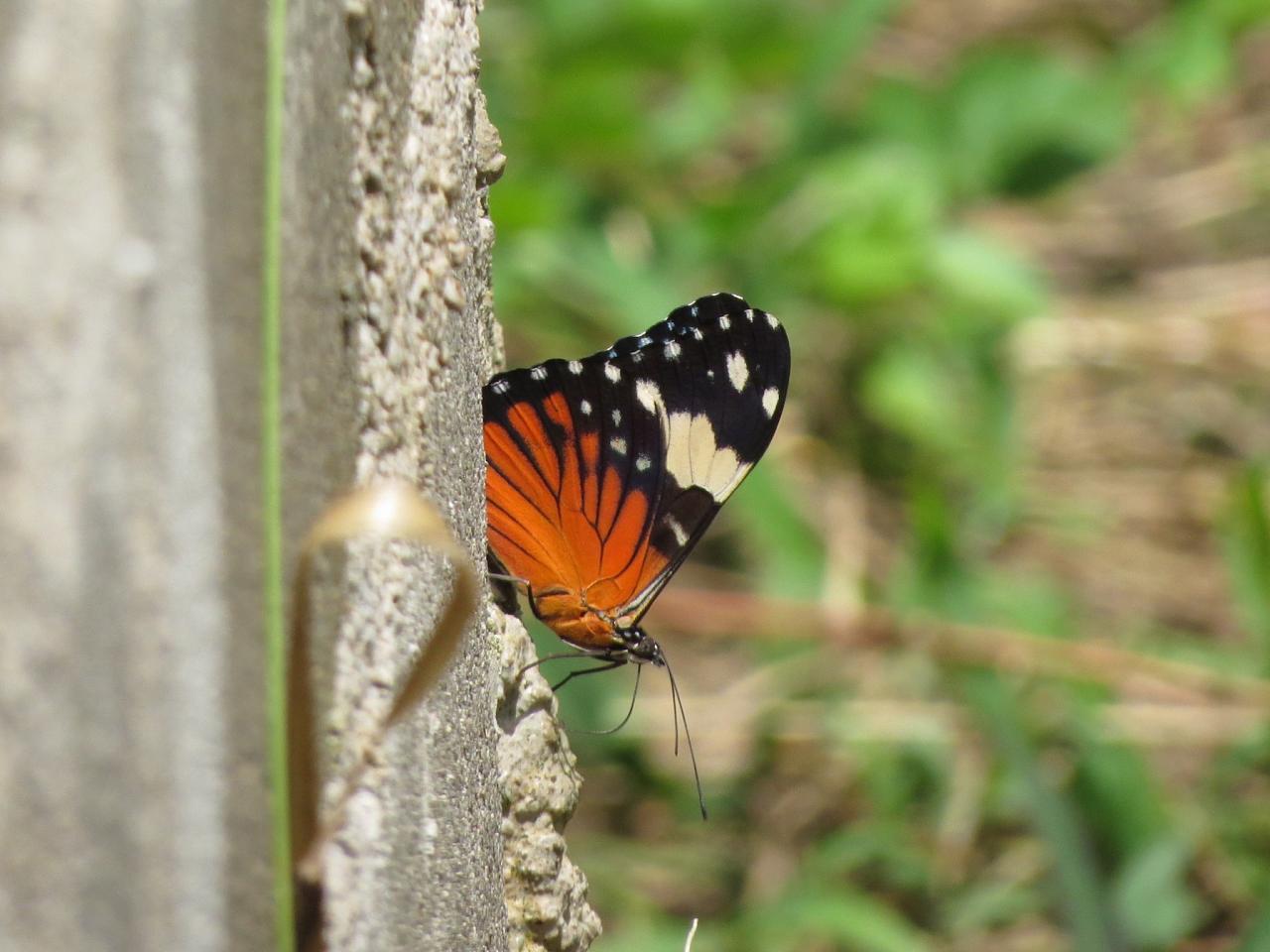 Hamadryas Amphinome, Honduras, Lago de Yojoa, Lake Yojoa; Honduras Birding Tour, Honduras Butterfly Tour, Honduras Nature Tour, Naturalist Journeys