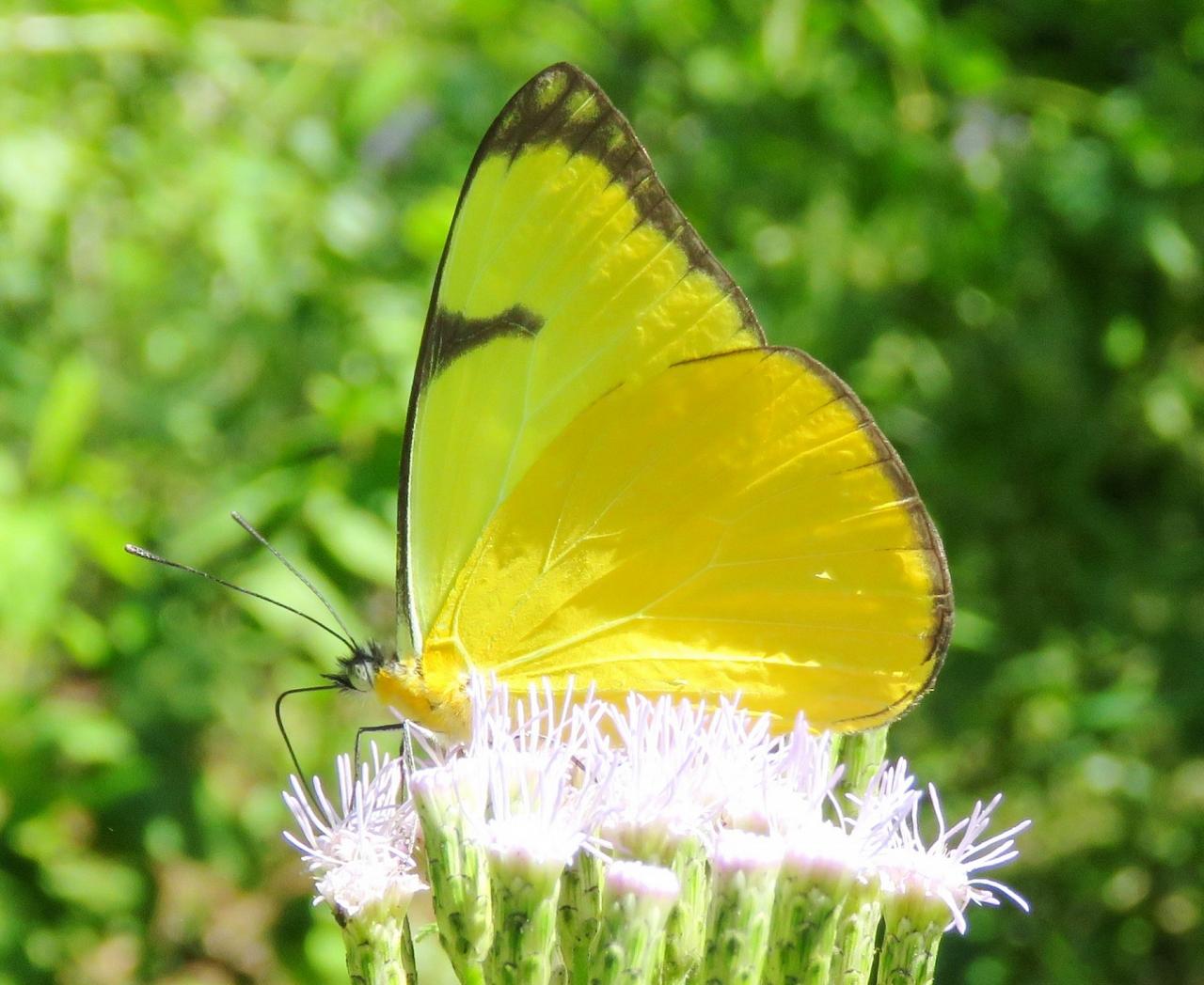 Melete Polyhymnia, Honduras, Lago de Yojoa, Lake Yojoa; Honduras Birding Tour, Honduras Butterfly Tour, Honduras Nature Tour, Naturalist Journeys